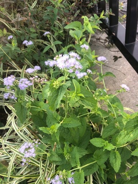 �ե���